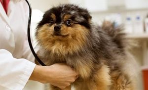 Hund hos veterinär