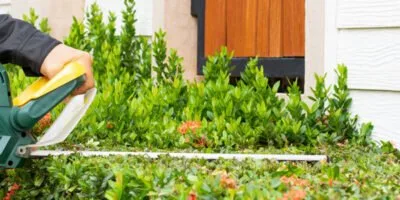 Hur och när du klipper buskarna i trädgården