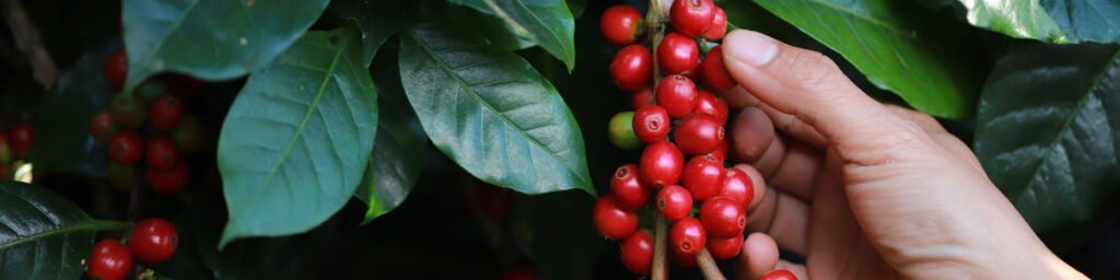 Miljövänligt kaffe: Guide till hållbara val från böna till kopp