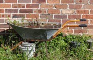 Vattensamlingar i trädgården för mygg